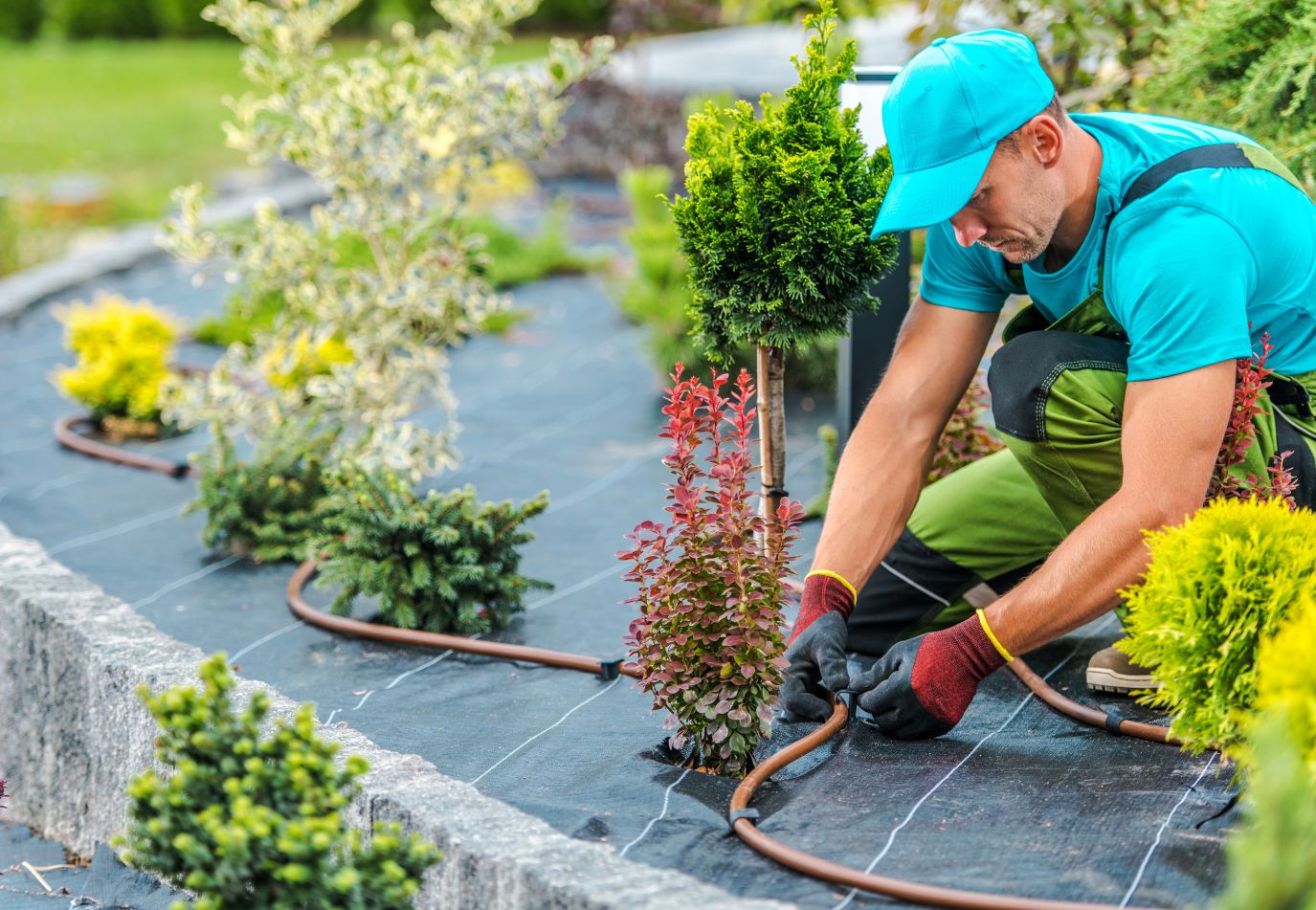 Landscaping Worker A landscaper installing irrigation lines in a garden.